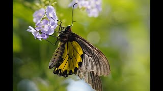 Batterflies and flowers, Sep 04 2020 彩蝶與花