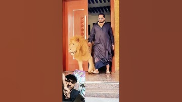 Thumbnail of #tiger #attitude #animals #funny #song #ytshorts