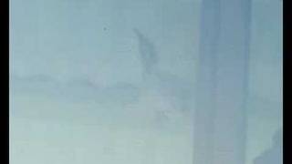 Bird Stealing Insects From A Spider