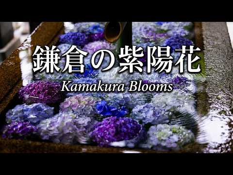 鎌倉紫陽花(あじさい)／報国寺・杉本寺・鎌倉宮・宝戒寺・鶴ケ岡八幡宮
