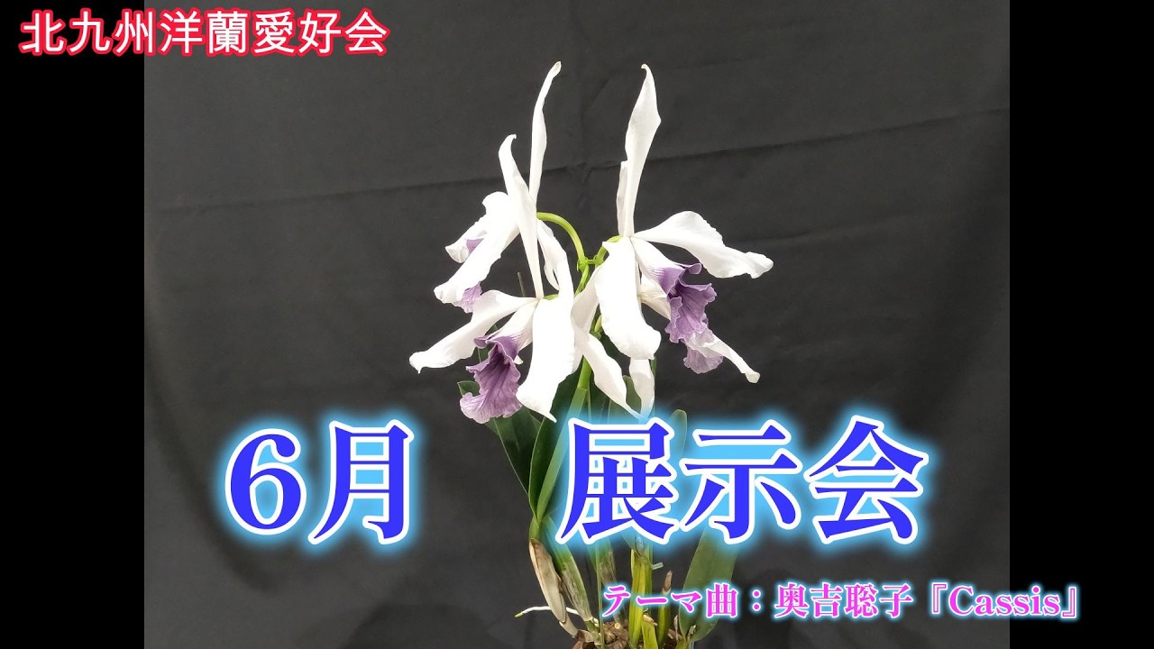 北九州洋蘭愛好会】2026年6月 定例展示会 - YouTube