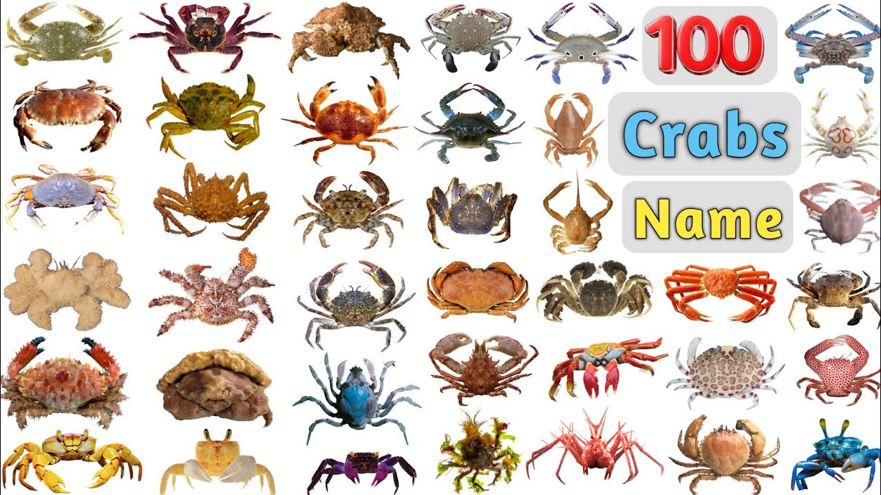Словарь крабов 100 названий крабов на английском языке с картинками 100 видов крабов