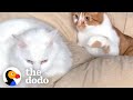 Cat Tries To Cope With Unrequited Love | The Dodo Cat Crazy