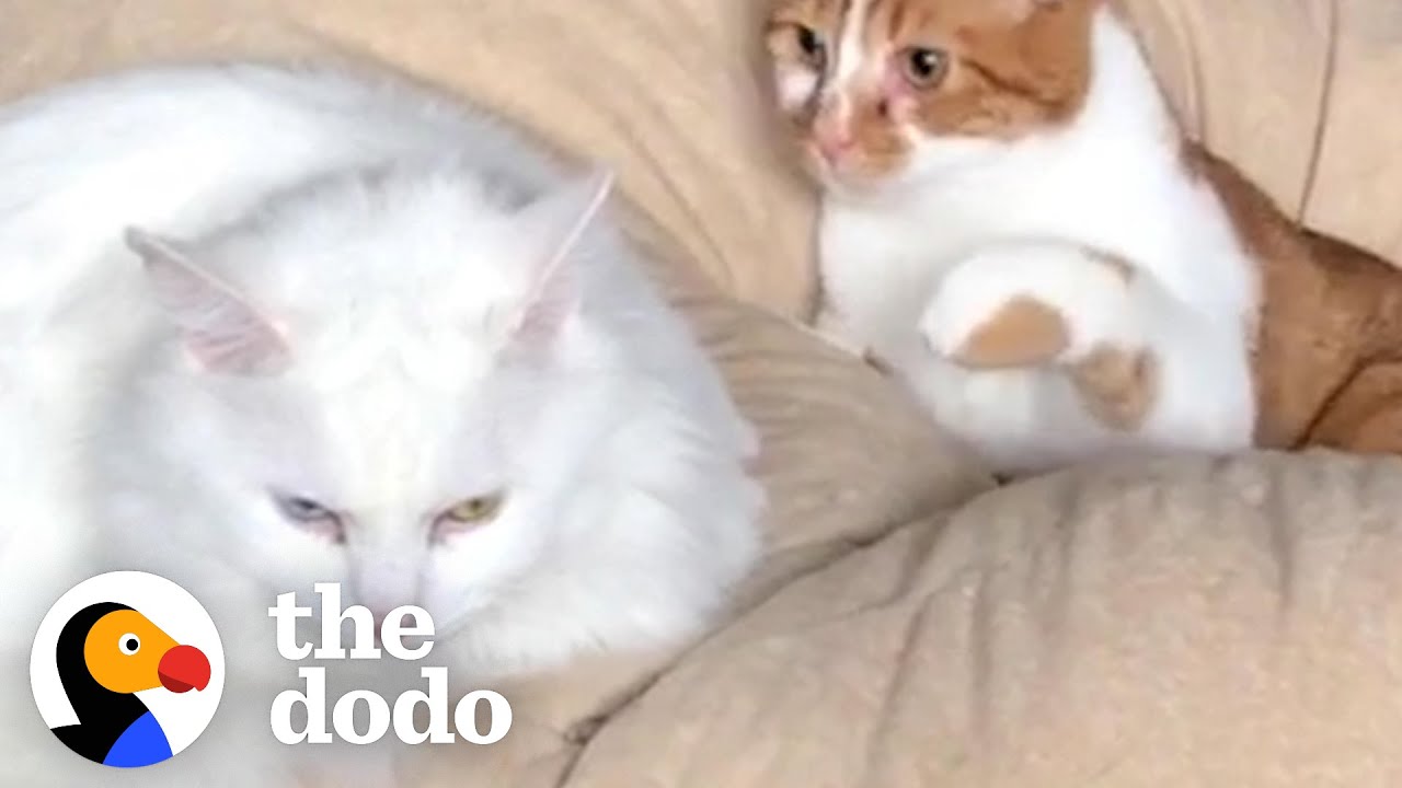 ⁣Cat Tries To Cope With Unrequited Love | The Dodo Cat Crazy