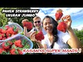 PANEN STRAWBERRY JUMBO SUPER MANIS DI SWISS ! Tak Tahan Langsung Makan di Kebun !!