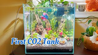 7 Gallon CO2 Tank - Part 1 The Setup