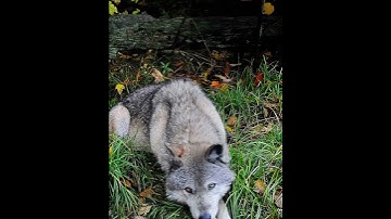 AI Super Resolution before/after