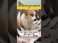 dogesh Bhai ka Gyan😎🤣😎 #dogeshbhai #funny #memes#memeteam#labrador#bike_ #comedy#ytmemes#ytviral#yt