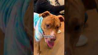 Bob Odenkirk Went On A Date With A Rescue Dog For A Reason | The Dodo