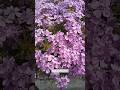 Phlox subulata #phlox #gardenplants #flowers #springflowers #nature #spring #garden #pinkflower