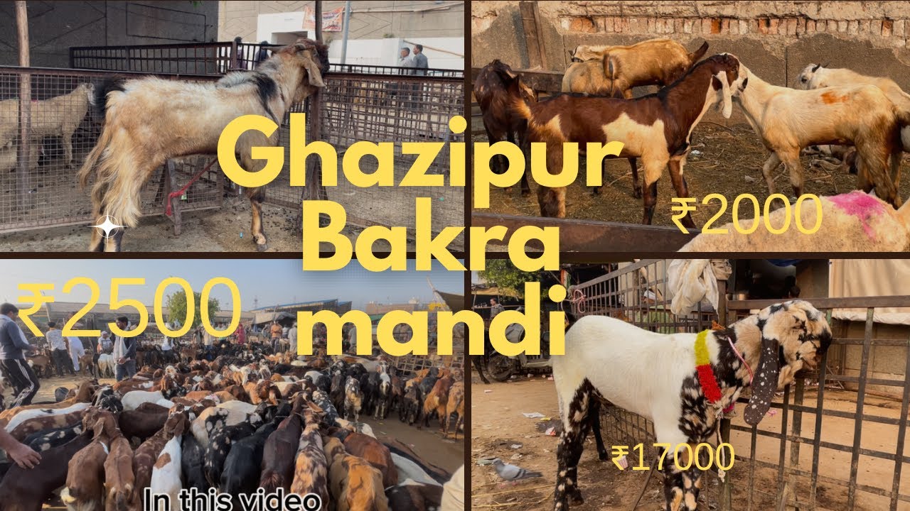Ghazipur Bakra Mandi Live Update 19/10/2025 Delhi | aaj ka bazar acha tha