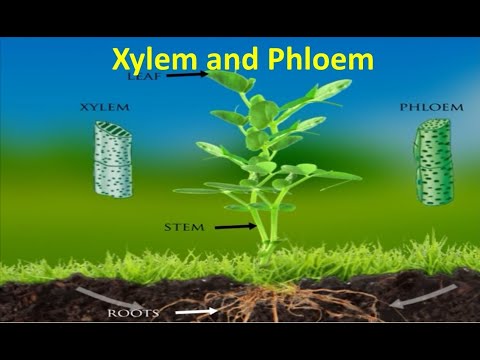 Xylem and Phloem