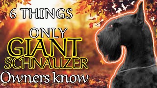 6 Things ONLY Giant Schnauzer Owners KNOW !!! by SCHNAUZERS FRIENDS CLUB 363 views 1 year ago 2 minutes, 48 seconds