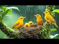 Birds Sound Zen Mode | Just Relax