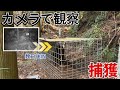 カメラで観察していたイノシシをついに捕獲。