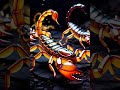 “ Scorpion Secrets 🦂। Facts You Never Knew! 😱” #Scorpion #AnimalFacts #WildLifeFacts #DidYouKnow