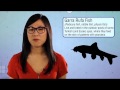 The Awkward Truth About... The Zombie Apocalypse