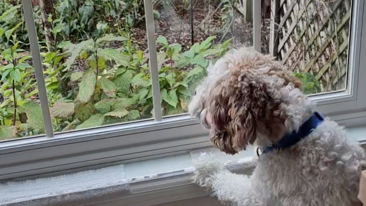 Protect Your Window Sills From Dog Damage - YouTube