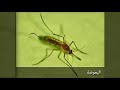 اتحداك ماتضحك 😂 اقوى محادثة بين البعوض والذباب / عود لاتنسة الاشتراك حبايبي 👇