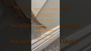 Yes, I see my snake as the cutest thing on planet earth. #ballpython #cutesnake #banana #antizoo Net Worth