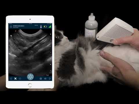 Video: How To Do An Abdominal Ultrasound For A Cat