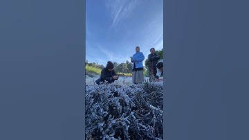 Dieng kembali beku lagi !!!! peristiwa ini disebut embun upas atau embun es #shorts #dieng #wisata