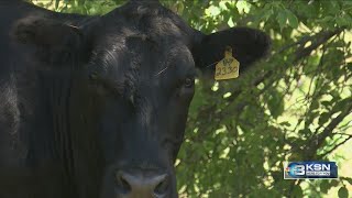 Kansas ranchers dont expect Trumps import plan to help domestic cattle herd