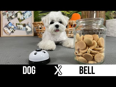 Video: Hur man tränar en Shih Tzu: 12 steg (med bilder)