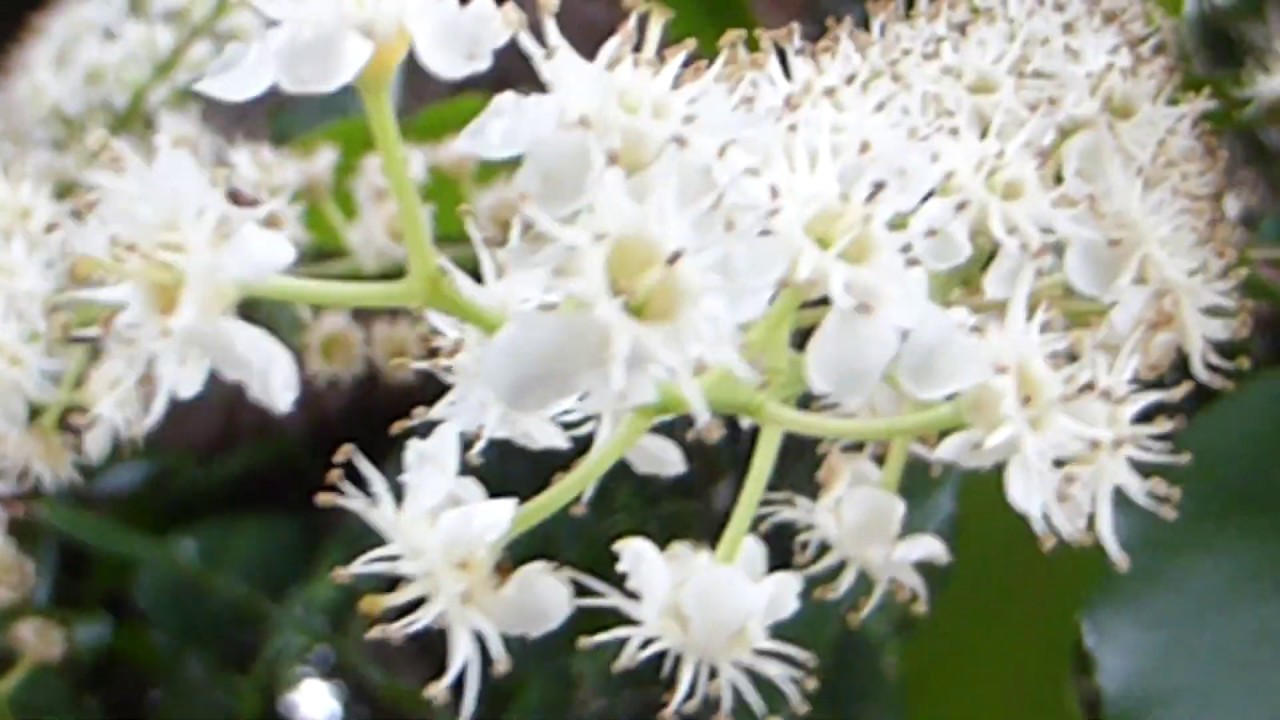 Bird cherry flowers - Prunus padus -  Blóðheggur - Blómstrandi tré - Heggviður