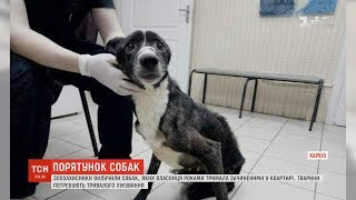 У Харкові зоозахисники вилучили собак, яких власниця роками тримала зачиненими у квартирі У Харкові зоозахисники вилучили собак, яких власниця роками тримала зачиненими у квартирі