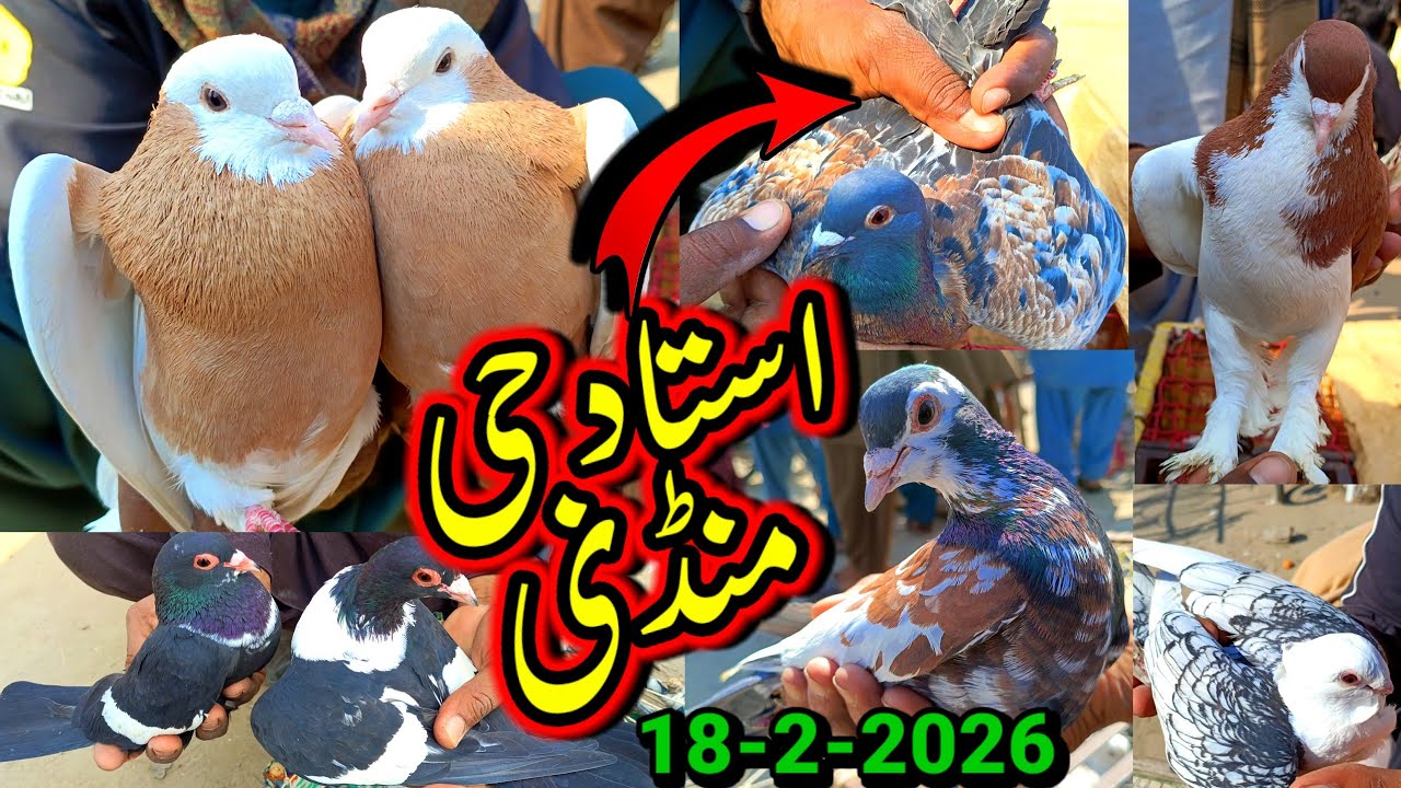 Wednesday Pigeon Market Layyah | New Pigeon Velog | Check How To Sale Purchase Pigeon In Market 