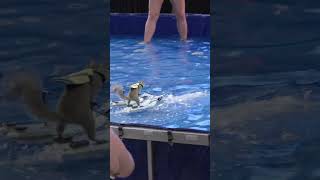 Twiggy The Water-Skiing Squirrel Is Back At The Mall Of America