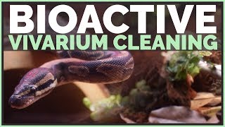 How I clean my Bioactive Vivarium / Terrarium