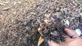 Finished Compost