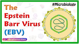 Epstein-Barr virus (EBV) : Quick review Microbiology - USMLE Step 1