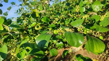 Cách Trị Ruồi Vàng Hiệu Quả Cho Cây Táo.