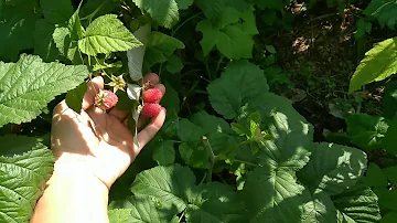 ДЕЛАЮ С МАЛИНОЙ ВСЕГДА ТАК!МАЛИНА НЕ МЕЛЬЧАЕТ