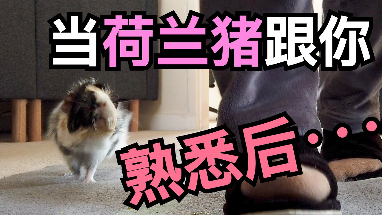 荷兰猪跟你熟悉之后···非常可怕