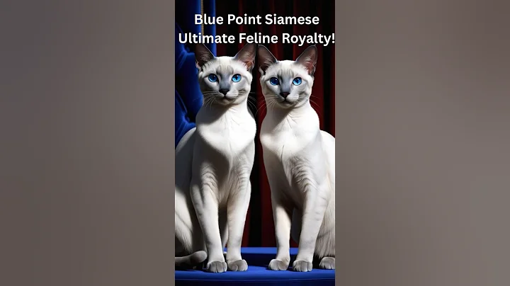 Watch the video about Blue Point Siamese Cats Make Extremely Loyal Companions