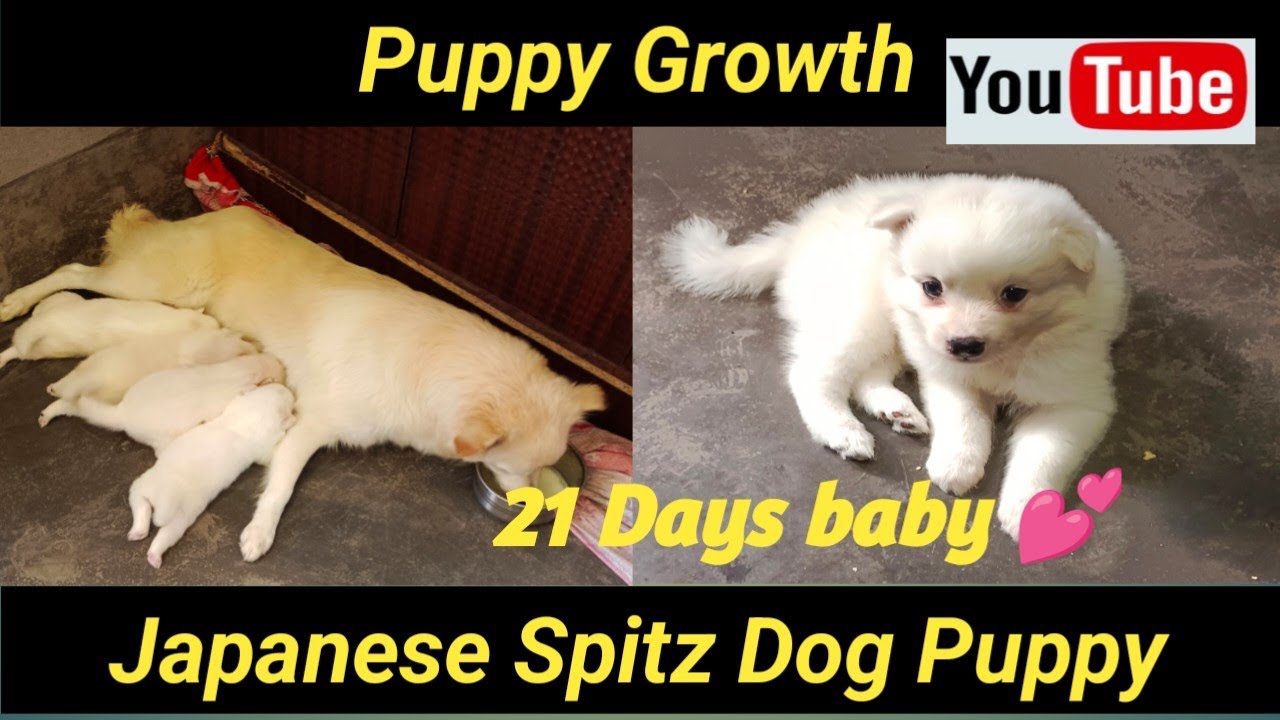 Puppy Growth 😍 (15 days to 21 days) | Japanese Spitz Dog Puppy 🐕3 week ...