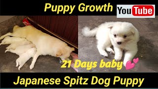 Puppy Growth  (15 days to 21 days) | Japanese Spitz Dog Puppy 3 week  / newborn puppies (Bhogimai)