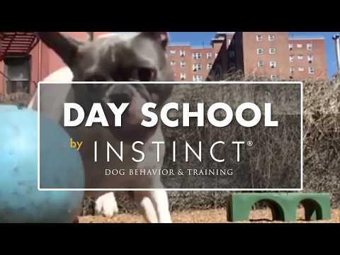 Instinct Dog Behavior & Training