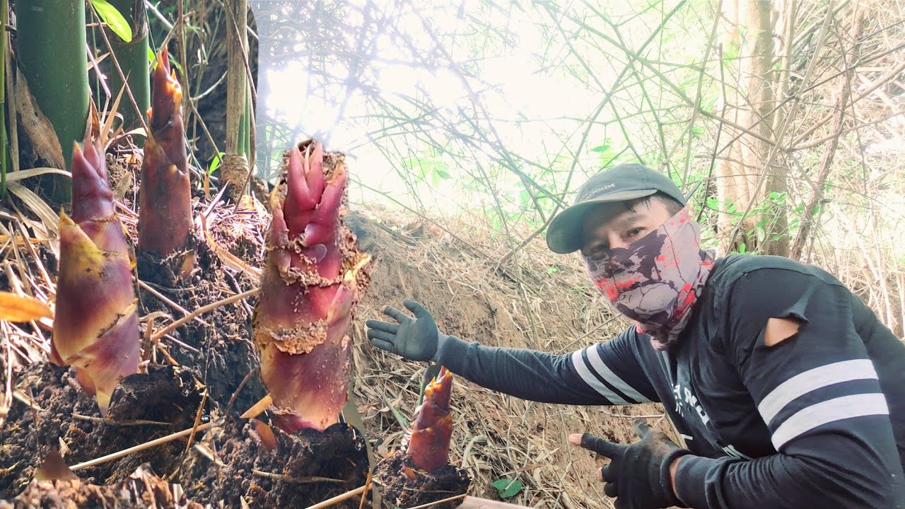 ไม่เคยทำให้ผิดหวัง..หน่อไม้นางดินริมฝั่งห้วย หน่อที่ออกตามริมฝั่ง หน่อจะใหญ่ และสวยงามมาก   4ก.ค.68