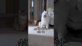 소금이랑 설탕이가 친한 이유