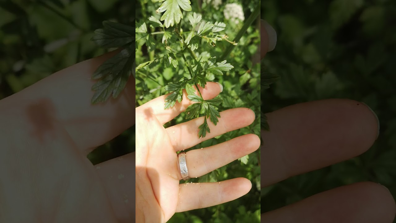 Hemlock Water Dropwort. Poisonous plant identification, video 1. YouTube