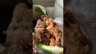 Update On Air Layering My Monstera Albo