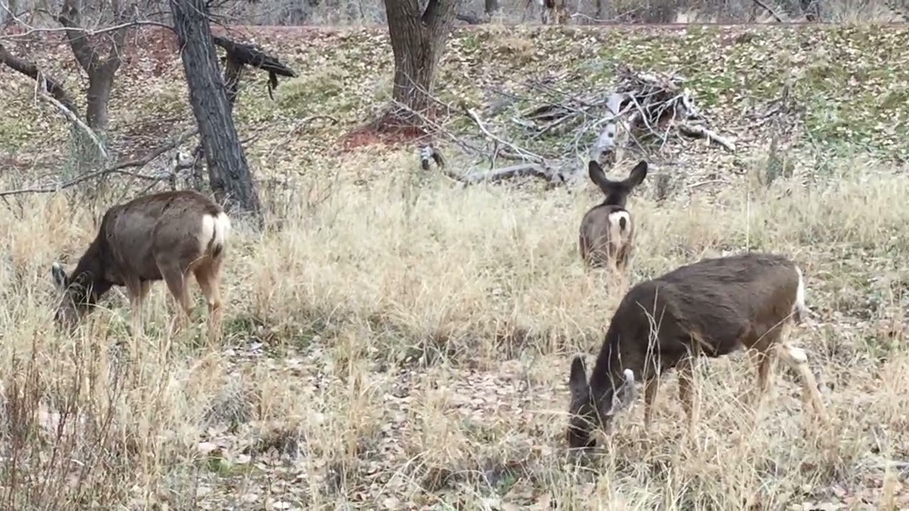 Mule Deer in the Meadow