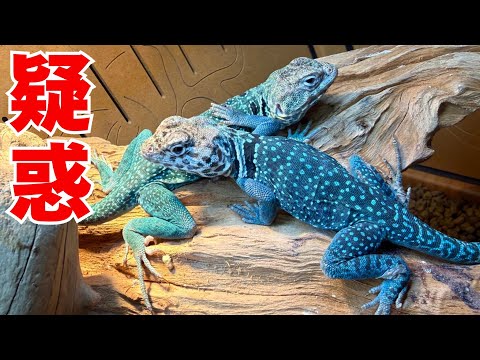 もしかして別物...？