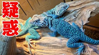 もしかして別物...？