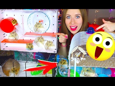 ХОМЯК ПЕРВЫЙ ДЕНЬ ЗАСЕЛЕНИЕ НОВЫЙ ДОМ - ДЖИНА ПРОВЕРЯЕТ | Elli Di Pets ХОМЯК ПЕРВЫЙ ДЕНЬ ЗАСЕЛЕНИЕ НОВЫЙ ДОМ - ДЖИНА ПРОВЕРЯЕТ | Elli Di Pets